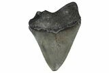 Serrated, Fossil Megalodon Tooth - Georgia #338728-1